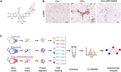 The Active Constituent From Gynostemma Pentaphyllum Prevents Liver Fibrosis Through Regulation of the TGF-β1/NDRG2/MAPK Axis